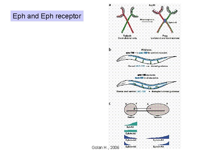 Eph and Eph receptor Golan H. , 2006 