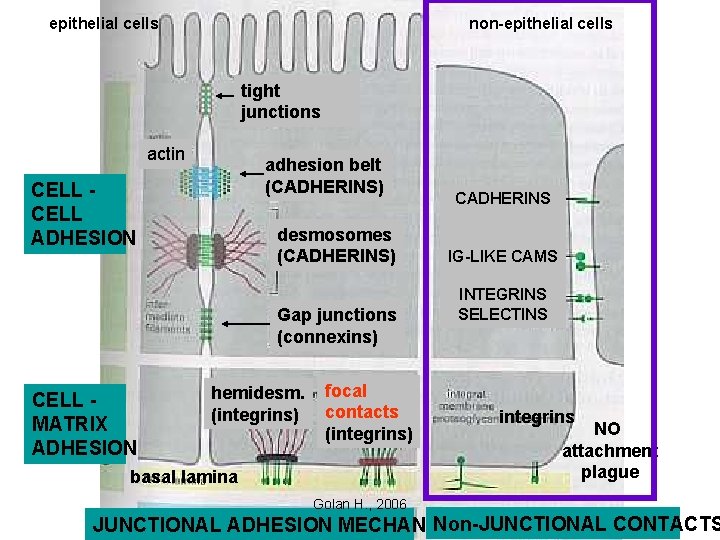 epithelial cells non-epithelial cells tight junctions actin adhesion belt (CADHERINS) CELL ADHESION desmosomes (CADHERINS)