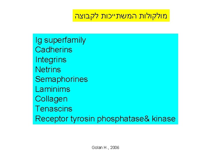  מולקולות המשתייכות לקבוצה Ig superfamily Cadherins Integrins Netrins Semaphorines Laminims Collagen Tenascins Receptor