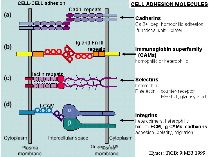 CELL-CELL adhesion Cadh. repeats CELL ADHESION MOLECULES Cadherins Ca 2+ -dep. homophilic adhesion functional