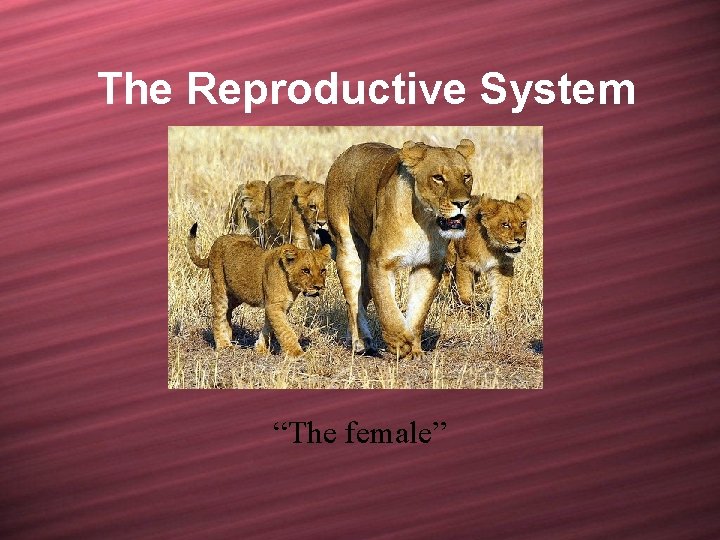 The Reproductive System “The female” 