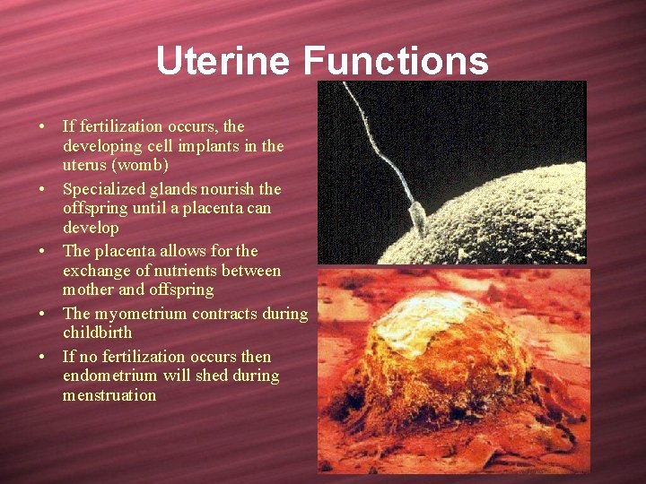 Uterine Functions • If fertilization occurs, the developing cell implants in the uterus (womb)