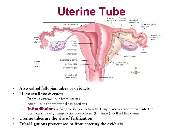 Uterine Tube • • Also called fallopian tubes or oviducts There are three divisions