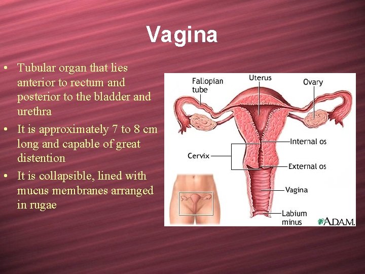 Vagina • Tubular organ that lies anterior to rectum and posterior to the bladder