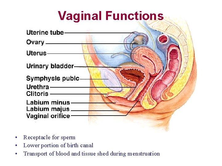 Vaginal Functions • Receptacle for sperm • Lower portion of birth canal • Transport