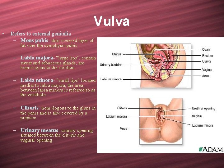 Vulva • Refers to external genitalia – Mons pubis- skin-covered layer of fat over