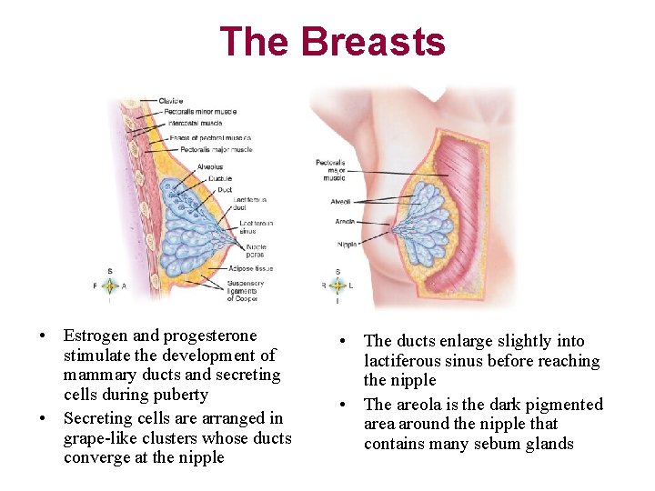 The Breasts • Estrogen and progesterone stimulate the development of mammary ducts and secreting