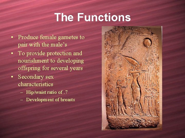 The Functions • Produce female gametes to pair with the male’s • To provide