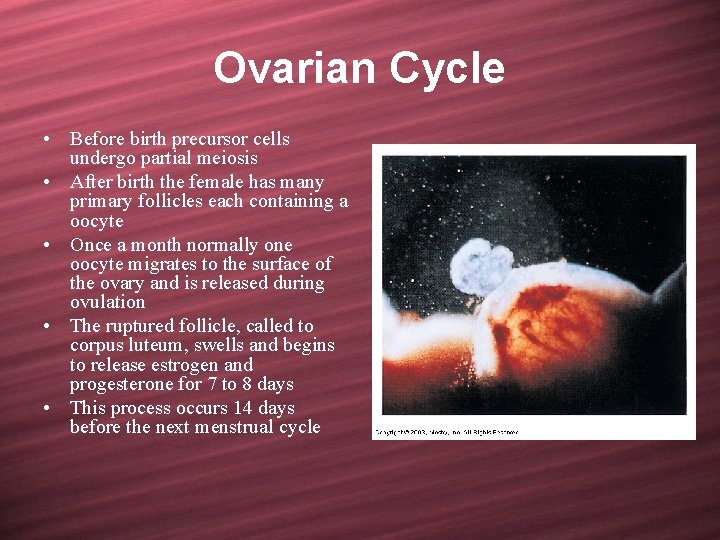 Ovarian Cycle • Before birth precursor cells undergo partial meiosis • After birth the