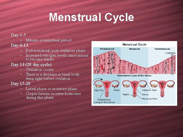 Menstrual Cycle Day 1 -5 – Menses or menstrual period Day 6 -13 –