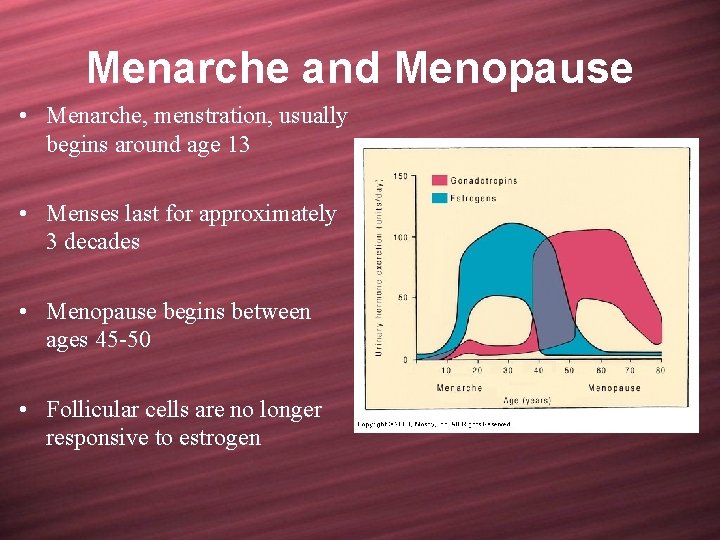 Menarche and Menopause • Menarche, menstration, usually begins around age 13 • Menses last