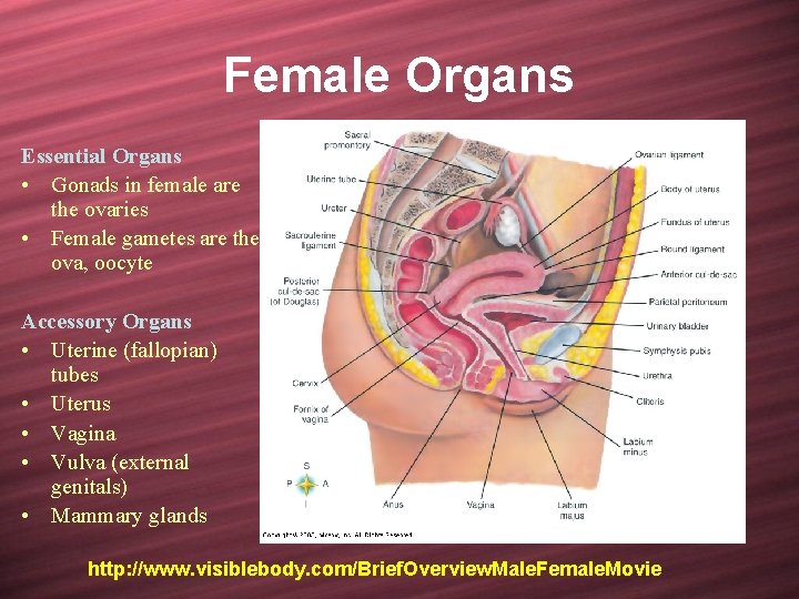 Female Organs Essential Organs • Gonads in female are the ovaries • Female gametes