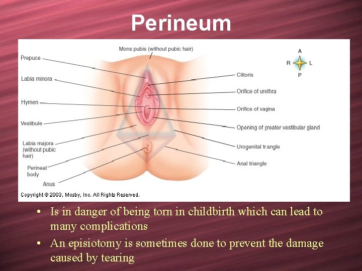Perineum • Is in danger of being torn in childbirth which can lead to