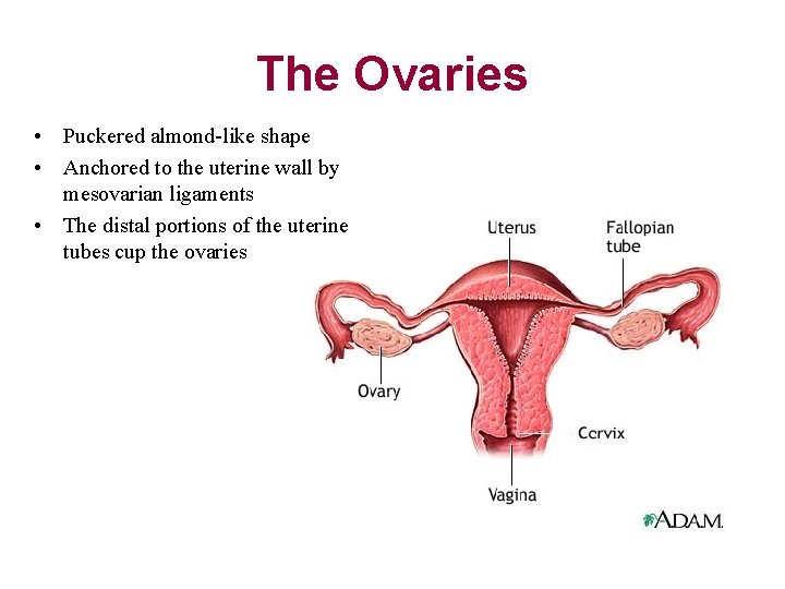 The Ovaries • Puckered almond-like shape • Anchored to the uterine wall by mesovarian