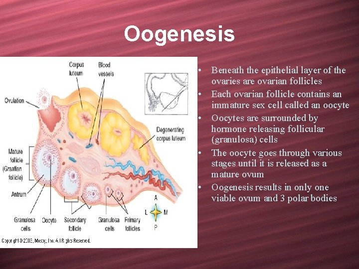 Oogenesis • Beneath the epithelial layer of the ovaries are ovarian follicles • Each