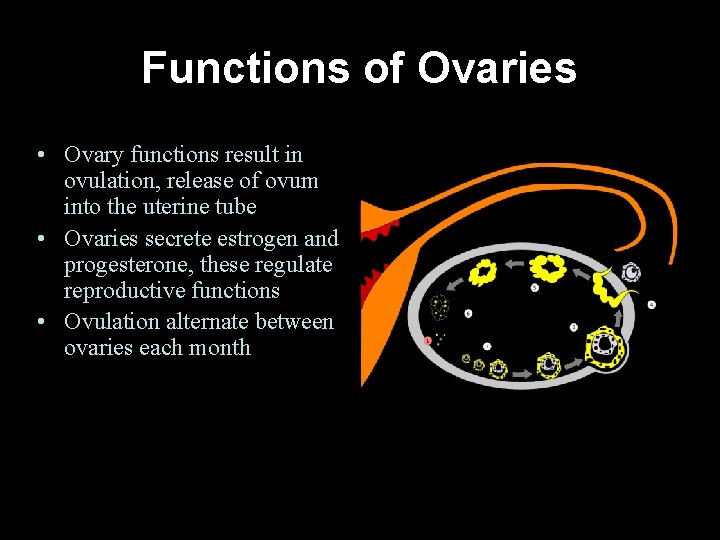 Functions of Ovaries • Ovary functions result in ovulation, release of ovum into the