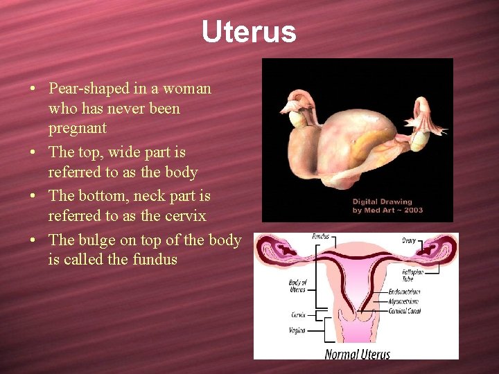 Uterus • Pear-shaped in a woman who has never been pregnant • The top,