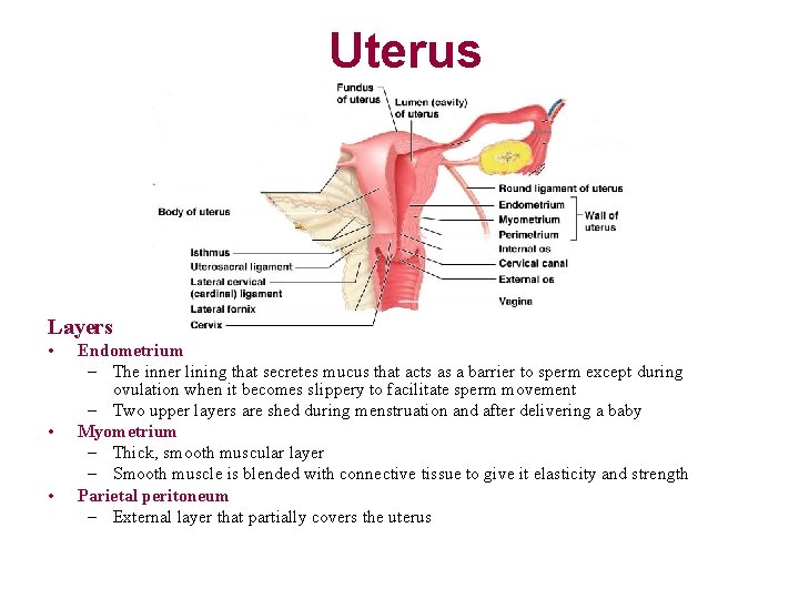 Uterus Layers • • • Endometrium – The inner lining that secretes mucus that