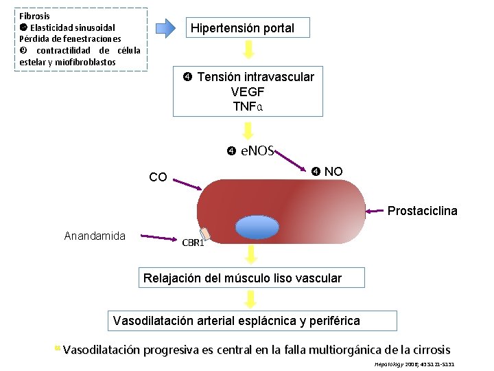 Fibrosis Elasticidad sinusoidal Pérdida de fenestraciones contractilidad de célula estelar y miofibroblastos Hipertensión portal Fibrosis Elasticidad sinusoidal Pérdida de fenestraciones contractilidad de célula estelar y miofibroblastos Hipertensión portal