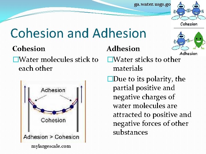 ga. water. usgs. gov Cohesion and Adhesion Cohesion �Water molecules stick to each other ga. water. usgs. gov Cohesion and Adhesion Cohesion �Water molecules stick to each other
