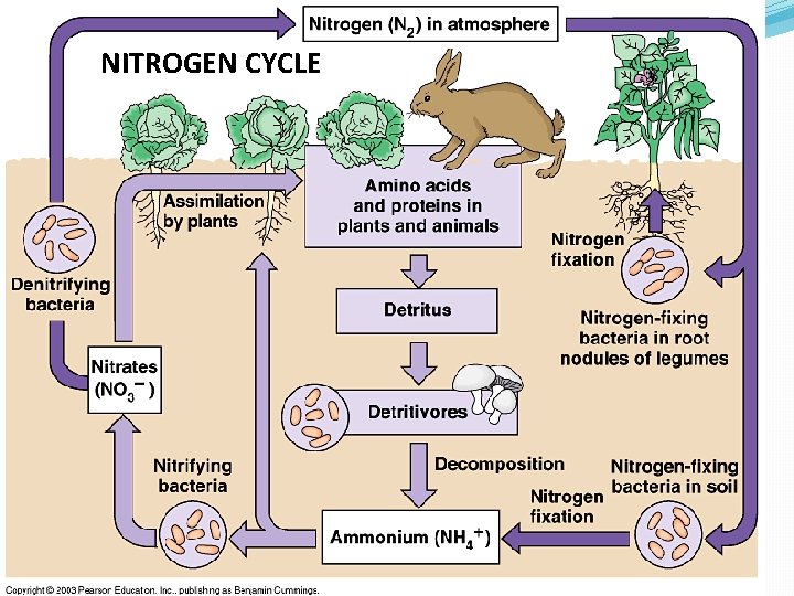 NITROGEN CYCLE NITROGEN CYCLE