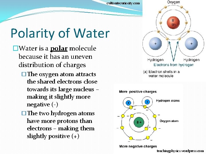 cultivatecuriosity. com Polarity of Water �Water is a polar molecule because it has an cultivatecuriosity. com Polarity of Water �Water is a polar molecule because it has an