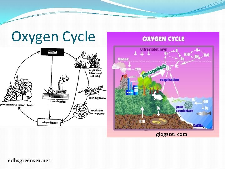 Oxygen Cycle glogster. com edhsgreensea. net Oxygen Cycle glogster. com edhsgreensea. net