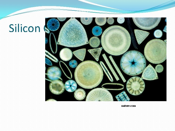 Silicon Cycle nature. com Silicon Cycle nature. com