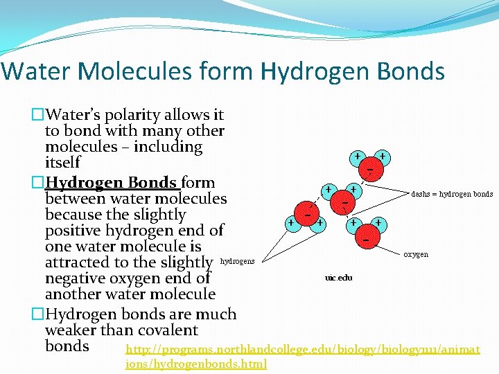 Water Molecules form Hydrogen Bonds �Water’s polarity allows it to bond with many other Water Molecules form Hydrogen Bonds �Water’s polarity allows it to bond with many other