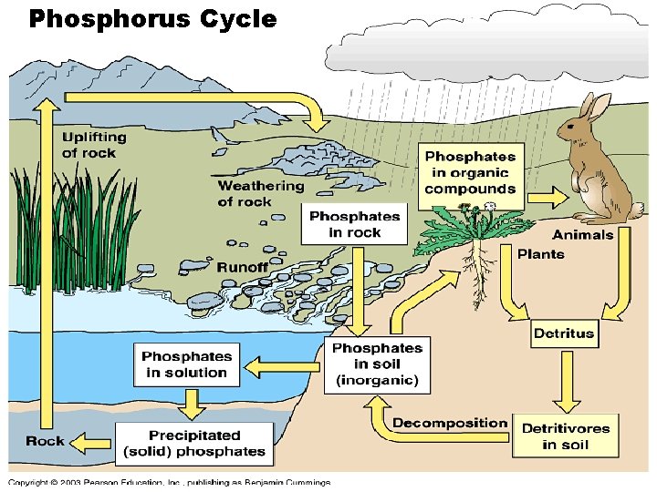 Phosphorus Cycle Phosphorus Cycle