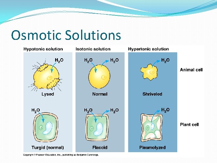 Osmotic Solutions Osmotic Solutions