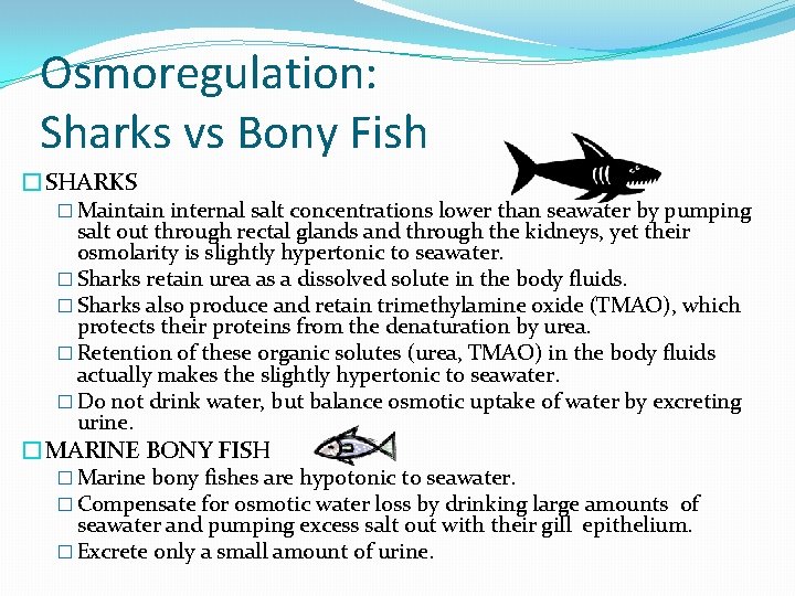 Osmoregulation: Sharks vs Bony Fish �SHARKS � Maintain internal salt concentrations lower than seawater Osmoregulation: Sharks vs Bony Fish �SHARKS � Maintain internal salt concentrations lower than seawater