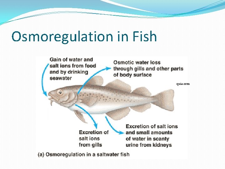 Osmoregulation in Fish quia. com Osmoregulation in Fish quia. com