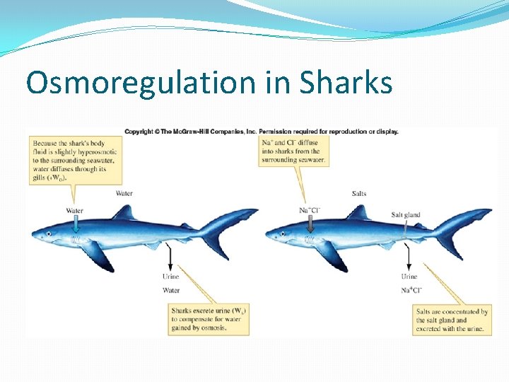 Osmoregulation in Sharks Osmoregulation in Sharks