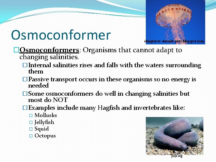 Osmoconformer dangerous-animals-pets. blogspot. com �Osmoconformers: Organisms that cannot adapt to changing salinities. �Internal salinities Osmoconformer dangerous-animals-pets. blogspot. com �Osmoconformers: Organisms that cannot adapt to changing salinities. �Internal salinities