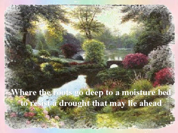 Where the roots go deep to a moisture bed to resist a drought that