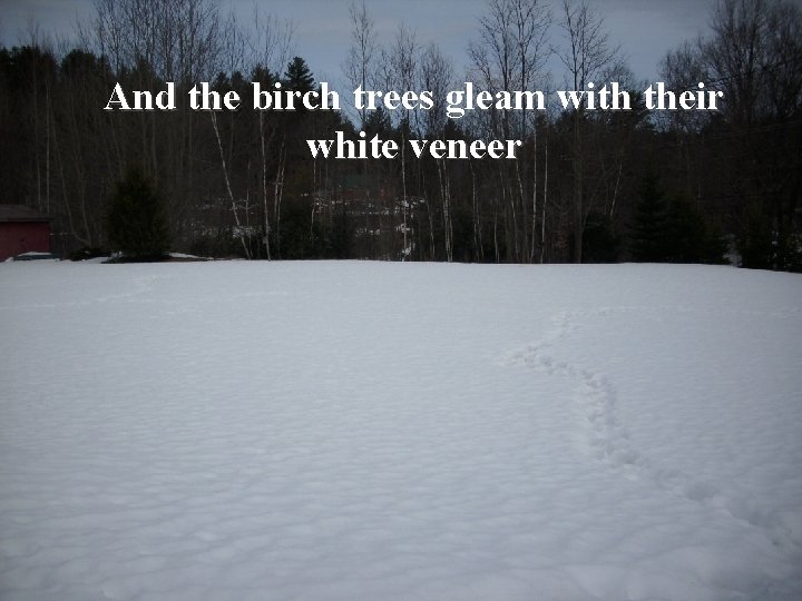 And the birch trees gleam with their white veneer 