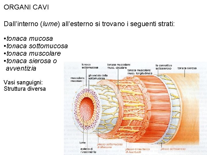 ORGANI CAVI Dall’interno (lume) all’esterno si trovano i seguenti strati: • tonaca mucosa •