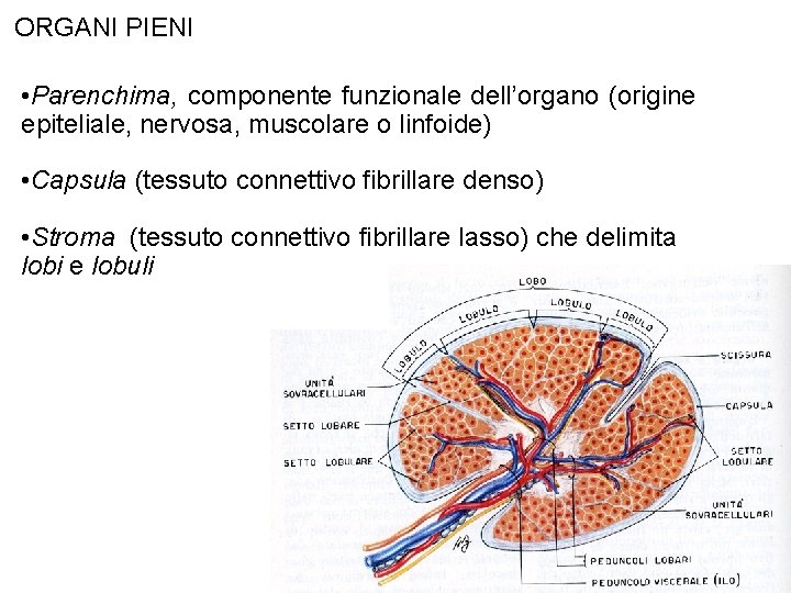 ORGANI PIENI • Parenchima, componente funzionale dell’organo (origine epiteliale, nervosa, muscolare o linfoide) •