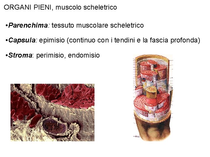 ORGANI PIENI, muscolo scheletrico • Parenchima: tessuto muscolare scheletrico • Capsula: epimisio (continuo con