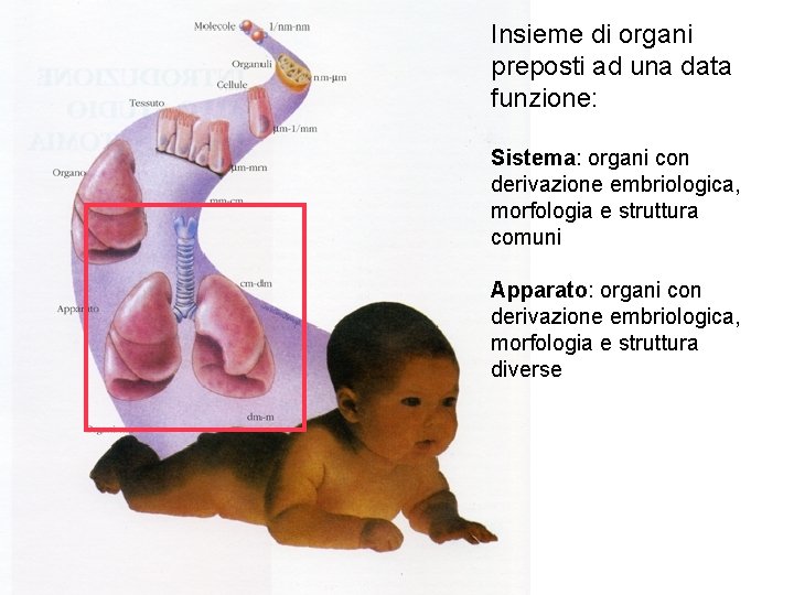 Insieme di organi preposti ad una data funzione: Sistema: organi con derivazione embriologica, morfologia