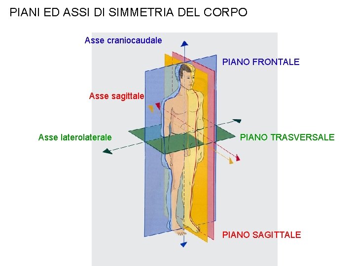 PIANI ED ASSI DI SIMMETRIA DEL CORPO Asse craniocaudale PIANO FRONTALE Asse sagittale Asse