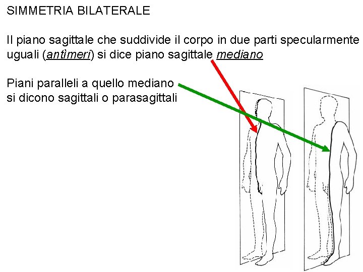 SIMMETRIA BILATERALE Il piano sagittale che suddivide il corpo in due parti specularmente uguali