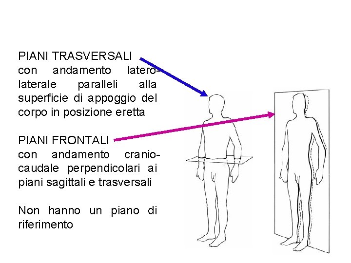 PIANI TRASVERSALI con andamento laterolaterale paralleli alla superficie di appoggio del corpo in posizione