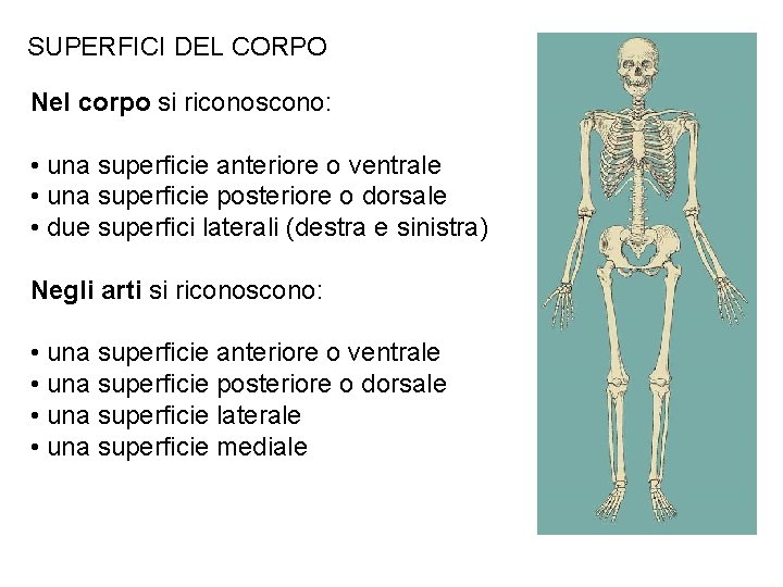 SUPERFICI DEL CORPO Nel corpo si riconoscono: • una superficie anteriore o ventrale •