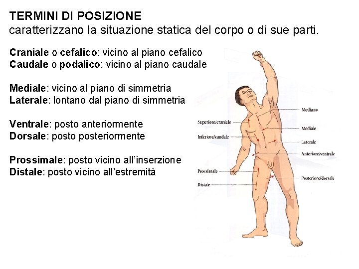 TERMINI DI POSIZIONE caratterizzano la situazione statica del corpo o di sue parti. Craniale