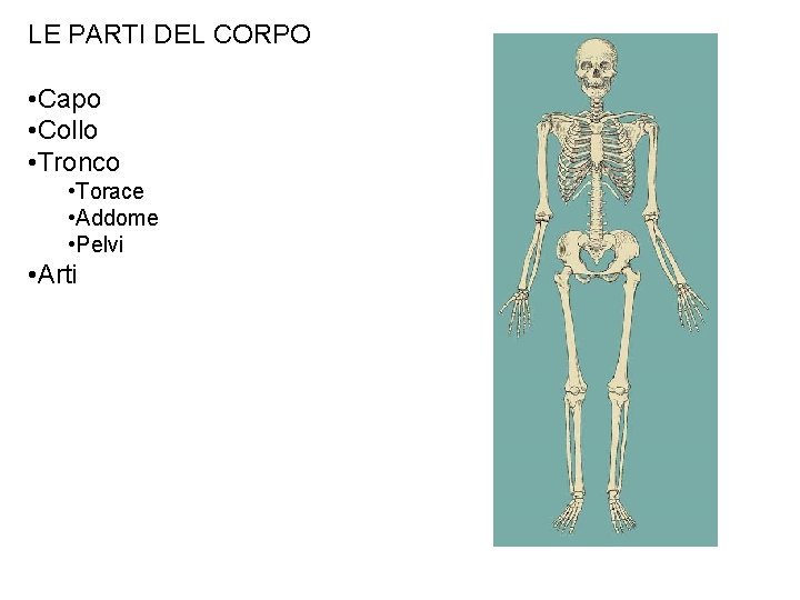 LE PARTI DEL CORPO • Capo • Collo • Tronco • Torace • Addome