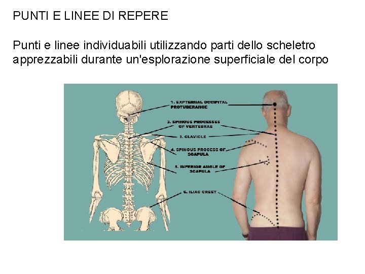 PUNTI E LINEE DI REPERE Punti e linee individuabili utilizzando parti dello scheletro apprezzabili