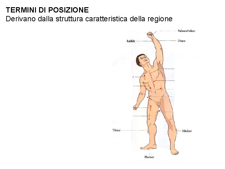 TERMINI DI POSIZIONE Derivano dalla struttura caratteristica della regione 