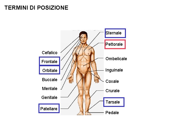 TERMINI DI POSIZIONE Sternale Pettorale Cefalico Frontale Ombelicale Orbitale Inguinale Buccale Coxale Mentale Genitale